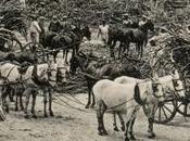 Resilience Barbados Counters Trump's 'Sh*thole' Remarks