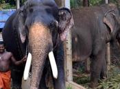 Tuskless African Elephants Facility Treatment Mathura