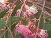 Better Prospects Future South Australia’s Biodiversity