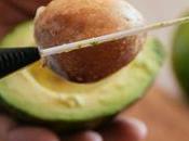 Potential Dangers Avocados Avoid Them