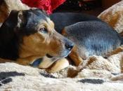 Benefits Buying Chew Proof