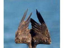 Influential Conservation Ecology Papers 2018