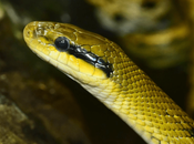 Most Poisonous Dangerous Snakes World