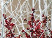 White Springs Berrys, Longwood Gardens, 12.25.18