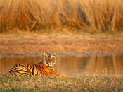 Wildlife Parks Rajasthan Tourism