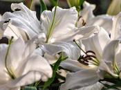 What Would Year Without Flowers?