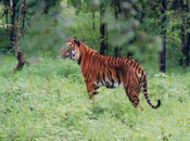 Discover Wildlife Karnataka These Exciting Road Trips