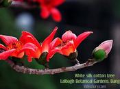 White Silk Cotton Trees Lalbagh Botanical Gardens