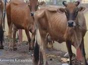 Chennai Corporation Mulls Trapping Cattle Marina