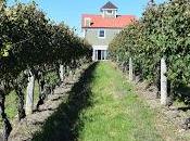 Afternoon with Matt Spaccarelli Benmarl Winery Fjord Vineyards