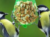 Making Your Birdseed Bombs: What Need Know