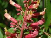 Plant Week: Aesculus Flava