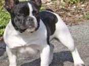 Featured Animal: French Bulldog