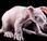 Baby Aardvark Born Busch Gardens