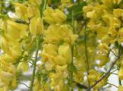 Plant Week: Laburnum Watereri ‘vossii’