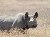 Featured Animal: Rhinoceros
