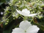 Plant Week: Hydrangea Petiolaris