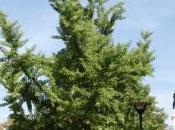 Plant Week: Ginkgo Biloba