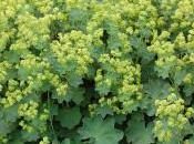 Plant Week: Alchemilla Mollis