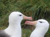 Featured Animal: Albatross