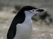 Featured Animal: Chinstrap Penguin