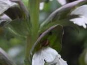 Plant Week: Acanthus Mollis