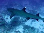 Featured Animal: Grey Reef Shark