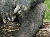 Heart-Warming Image Gorilla Making Friends With Duckling