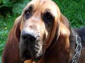 Featured Animal: Bloodhound