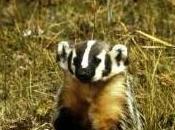 Featured Animal: Badger