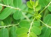 What Health Benefits Chanca Piedra?-Phyllanthus Niruri