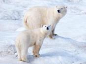 Novaya Zemlya Russia Invaded Polar Bears
