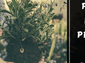 Repellent Plants Keep Pests Away