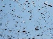 Ohmygawd.....warms Drones with Distributed Brain.