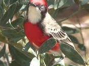 Worlds Smallest Birds Their Average Adult Size