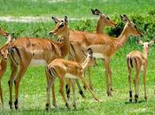 ZIMBABWE, Animals Hwange National Park, Guest Post Karen Minkowski