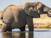 Fresh Trouble Elephants Botswana