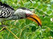 ZIMBABWE, Birds Hwange National Park, Guest Post Karen Minkowski