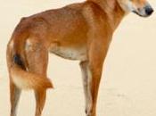 Dingo True-blue, Native Australian Species