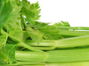 Dogs Celery? Cooked Uncooked Celery Which Better Your Pets?