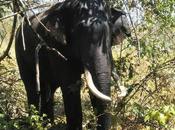 Pachyderm Vadakkanad Komban Caught