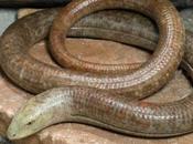 Worlds Most Amazing Unusual Lizards