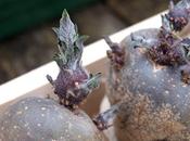 Planting Potatoes Containers