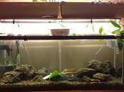 Aquaponics: Does Work What Benefits?
