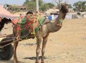 POEM: Travelers Tribesmen