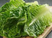 Cabbage Lettuce: Differences Must Know