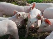 China Pulls Export Permits from Canadian Pork Exporters