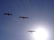 Thoughts While Flying