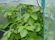 Potato Progress Sub-standard Tomato