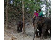Patara Elephant Farm Abode Rescued Thai Elephants